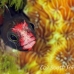 blenny_barnacle_pej_ci_h_0016_cos0561.jpg